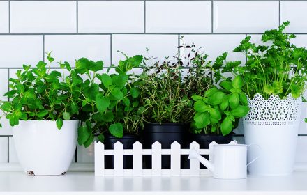 Piante-aromatiche-per-cucinare-quali-scegliere-e-come-curarle