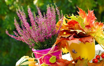 Piante e fiori autunnali per il balcone