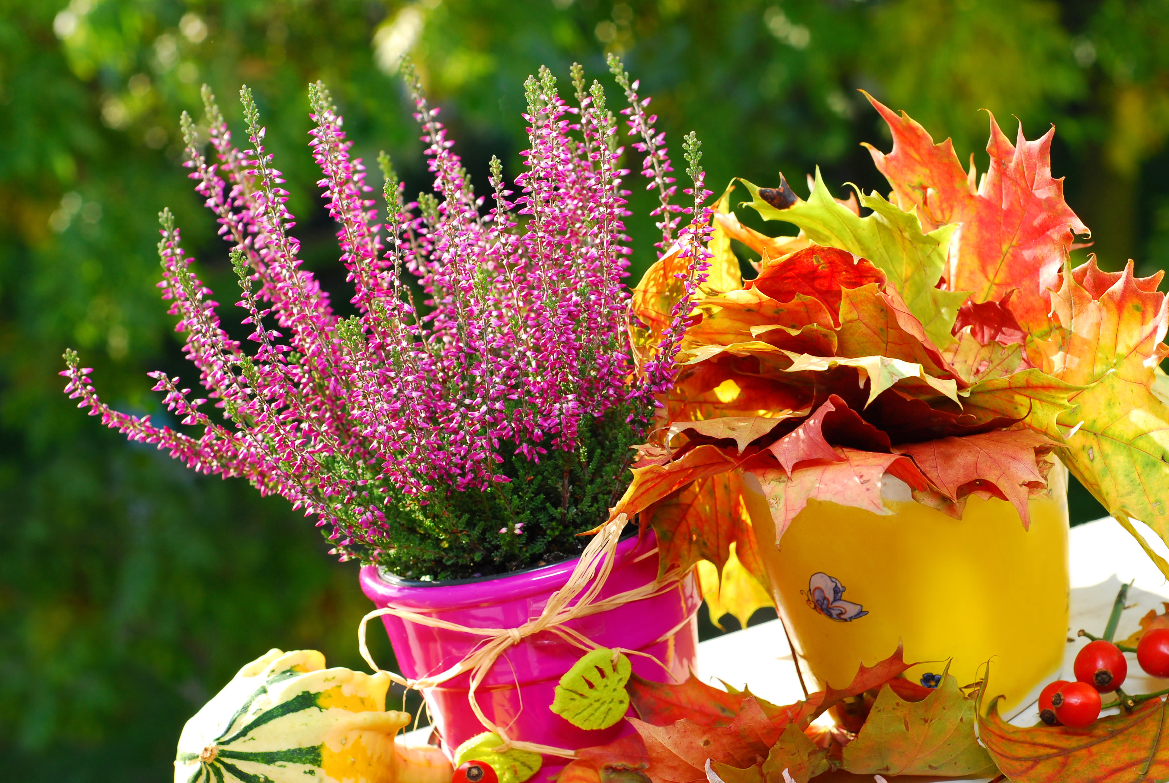 Piante e fiori autunnali per il balcone