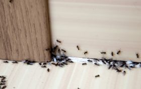 Formiche in casa: cosa fare per eliminarle