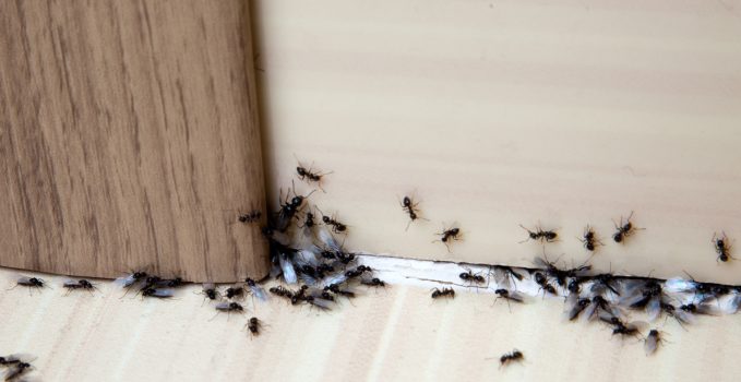 Formiche in casa: cosa fare per eliminarle