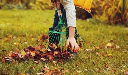 Come pulire le foglie dal giardino