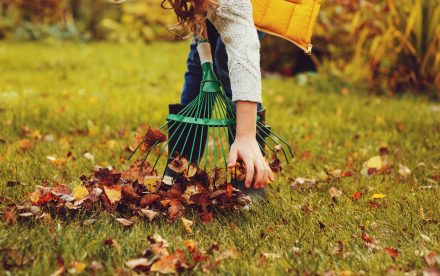 Come pulire le foglie dal giardino